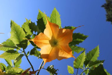 sarı ahşap datura çiçeği