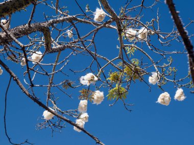 Bir kapok ağacının (Ceiba pendandra) patlamış tohum kapsülü. O, tropikal yağmur ormanlarının en büyük ağacıdır. Kalın toplarda lifler, ağaçta sentetik bir pamuk, kapsül patladığında sallanıyor..