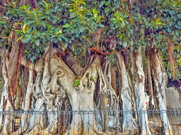 Kanarienvogel Ficus Elastica Auf Teneriffa Mit Dicken Luftwurzeln Die Groß — Stockfoto