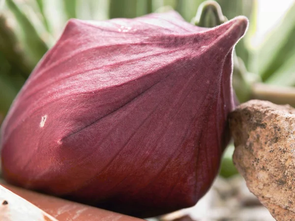 Una Flor Grande Todavía Cerrada Una Stapelia Gigantea Comúnmente Conocida Fotos De Stock