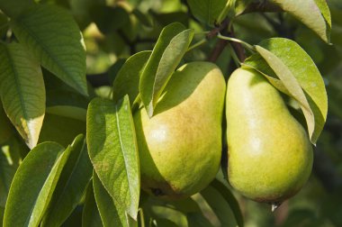 Armut bitkileri ağaç üzerinde