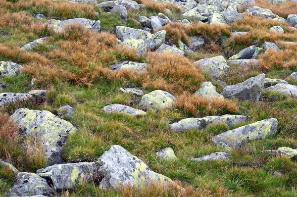 Kleine rotsen en gras — Stockfoto
