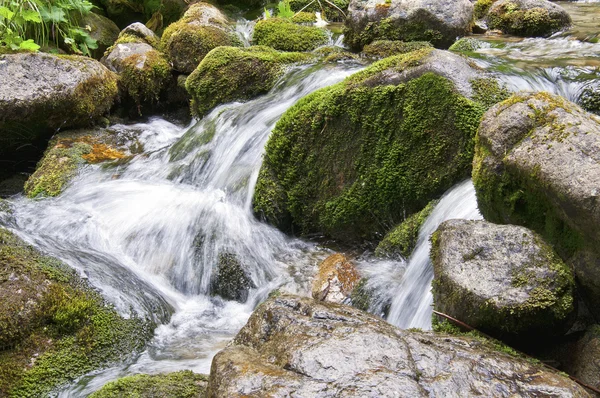 Мокрые мохнатые камни в ручье — стоковое фото