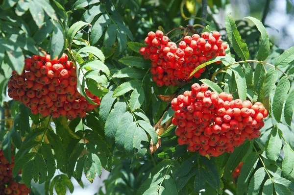 Berg-ash träd bär — Stockfoto