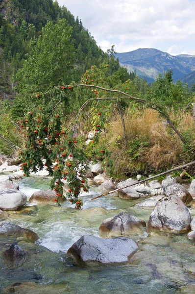 Frassino di montagna sul torrente — Foto Stock