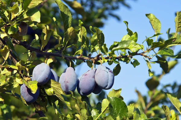 Cultivos de ciruela en el árbol —  Fotos de Stock