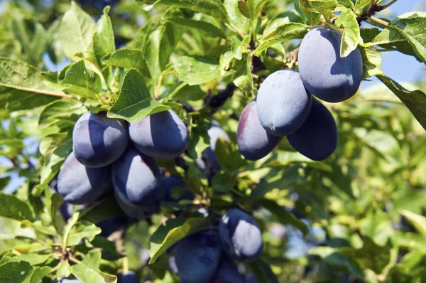 Pflaumen am Baum — Stockfoto