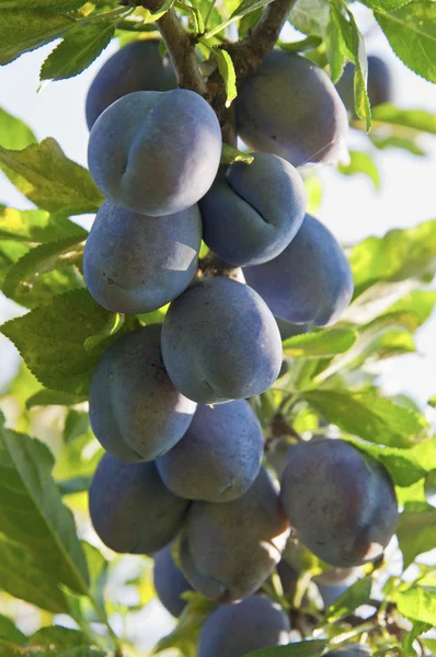 Cultivos de ciruela en el árbol —  Fotos de Stock