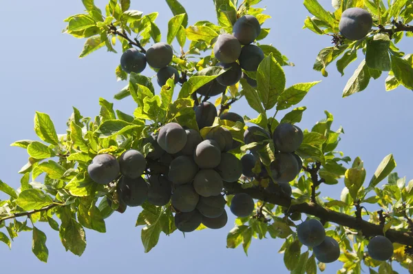 Cultivos de ciruela en el árbol —  Fotos de Stock