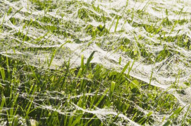 Çimenlerin üzerinde ıslak örümcek ağı