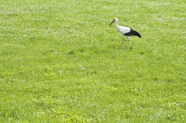 Cegonha no prado — Fotografia de Stock