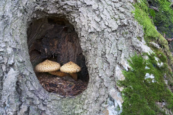 Два гриба в яме — стоковое фото