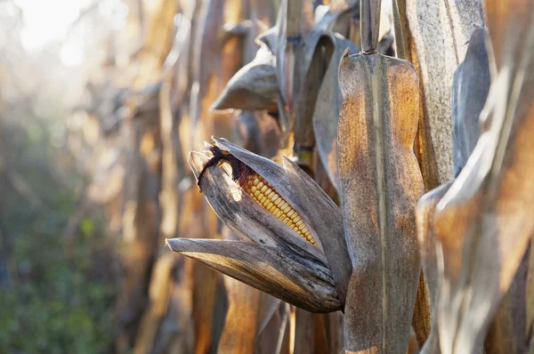 Corn field detail at morning — Stock Photo, Image