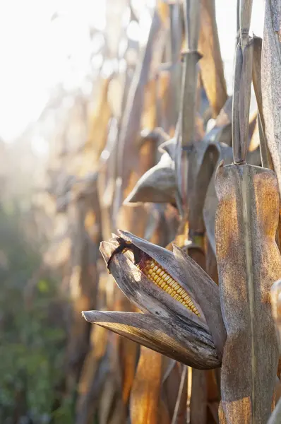 Кукурузное поле утром — стоковое фото