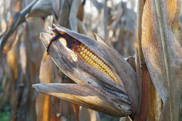 Corn field detail at morning — Stock Photo, Image