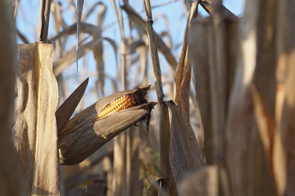 Corn field detail at morning — Stock Photo, Image