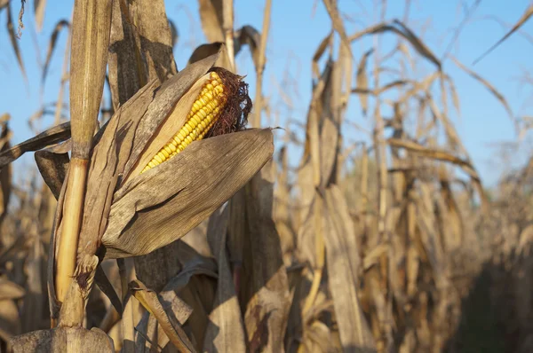 Corn field detail at morning — Stock Photo, Image