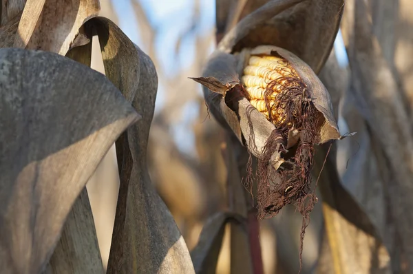 Corn field detail at morning — Stock Photo, Image
