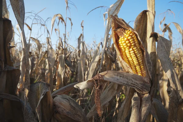 Corn field detail at morning — Stock Photo, Image