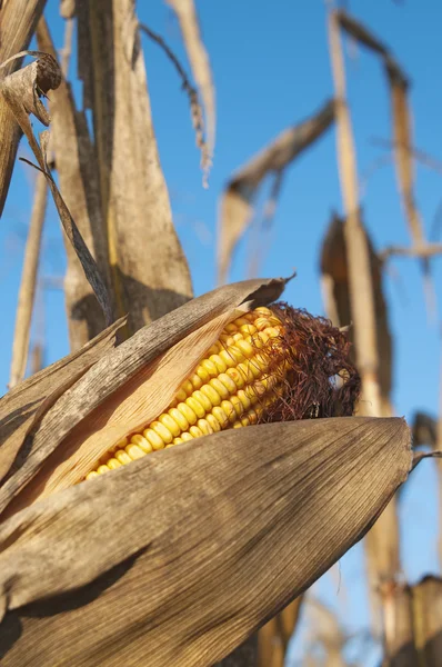 Corn field detail at morning — Stock Photo, Image