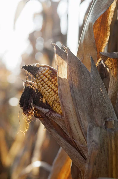 Corn field detail at morning — Stock Photo, Image