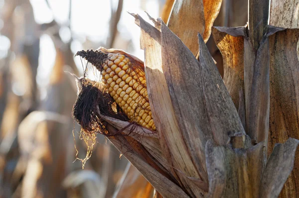 Corn field detail at morning — Stock Photo, Image