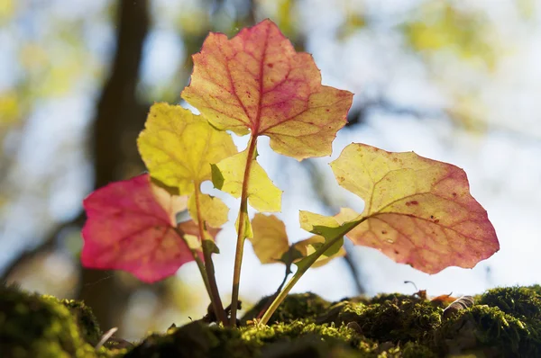 Leaves from below — Stock Photo, Image