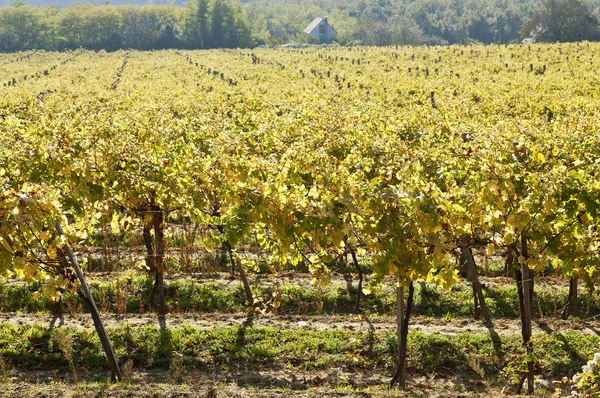Soliga vine rader — Stockfoto