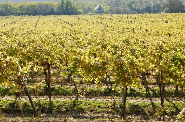 Filari di vite soleggiati — Foto Stock