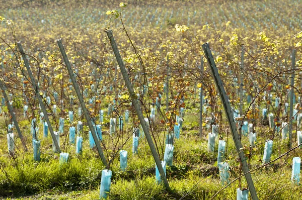 Soliga unga vinstockar rader — Stockfoto