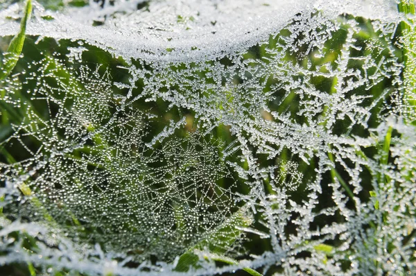 Toile d'araignée humide sur herbe — Photo