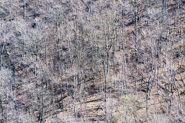 Hillside with bare trees at spring time — Stock Photo, Image