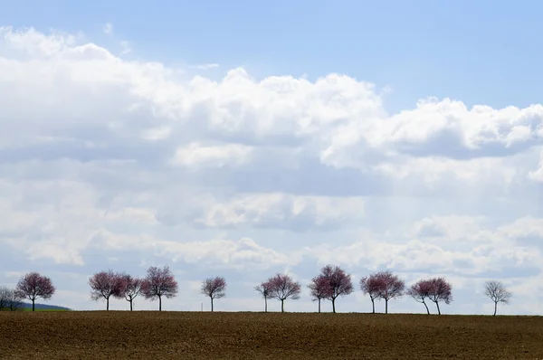Small trees in the distance — Stock Photo, Image