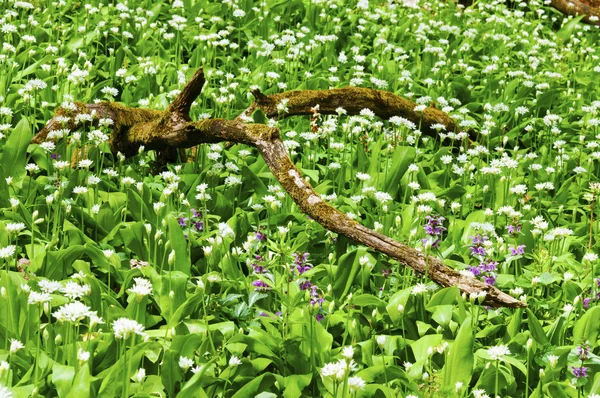 Soleado día de primavera muchas flores de ajo silvestre — Foto de Stock