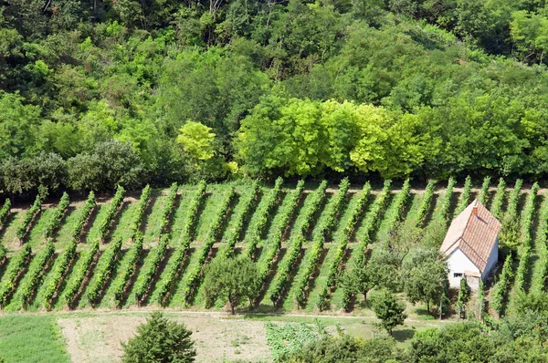 Piccola casa e vigneti — Foto Stock