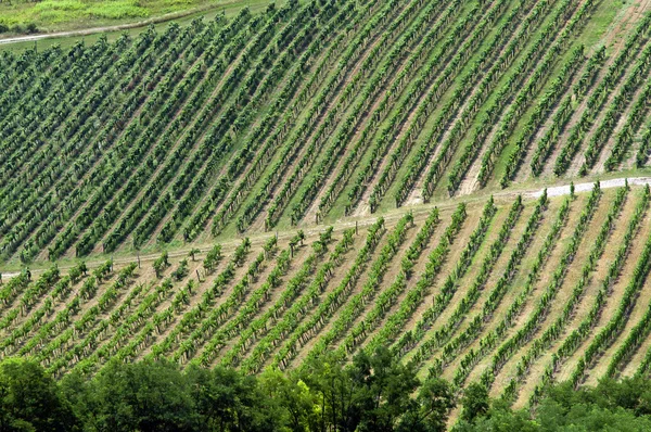 Aerial landskap med vingårdar — Stockfoto