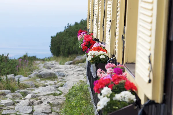 Flores vívidas en ventanas de refugio de montaña — Foto de Stock