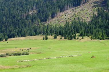 Mera olarak üste çözüldü koyun