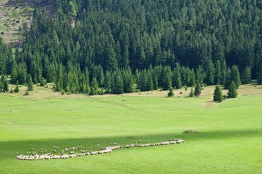 Mera olarak üste çözüldü koyun