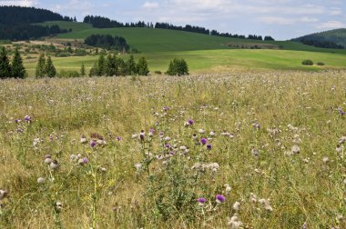 Dağ manzarası üzerinde küçük çiçekler
