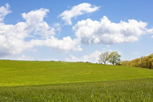 Tarweveld — Stockfoto