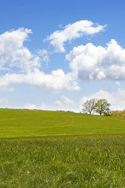 Tarweveld — Stockfoto