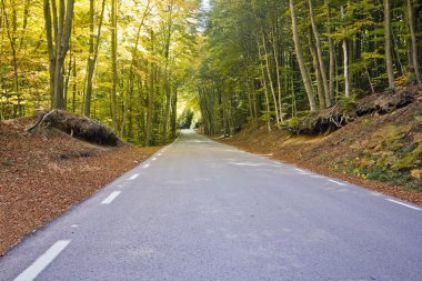 Beech bark arka plan