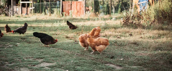 塞尔维亚东部的自由放养鸡活动 广泛的横幅格式 — 图库照片