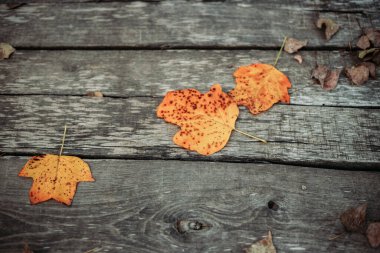 Ahşap arka planda sonbahar portakal yaprakları. Sonbahar titreşimleri