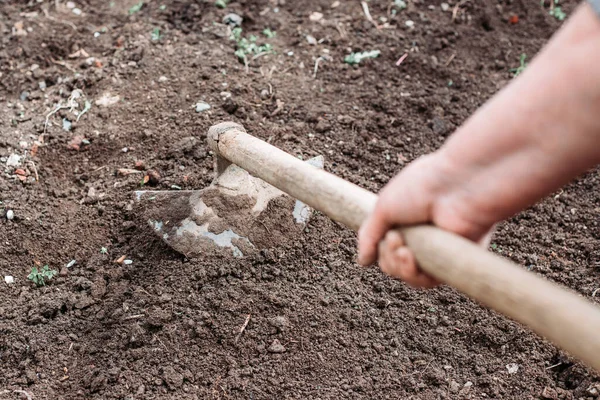 Fazendeiro Jardim Enxada Preparação Para Plantação Crescimento Orgânico — Fotografia de Stock