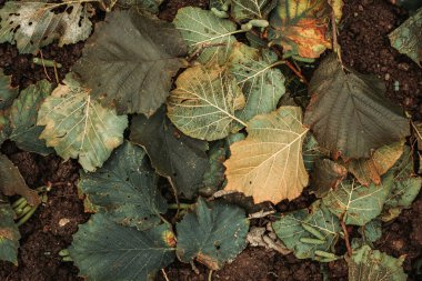Yerde ıslak sonbahar yaprakları. Sonbahar titreşimleri, arkaplan