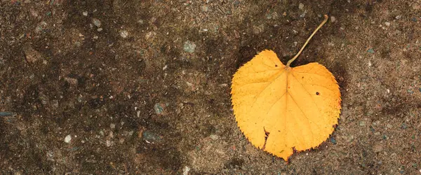 Una Sola Hoja Amarilla Cayó Suelo Vibraciones Otoñales — Foto de Stock