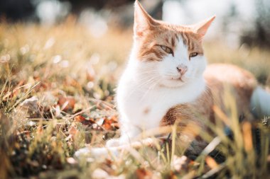 Şirin, evcil sarı beyaz kedi dışarıda dinleniyor.