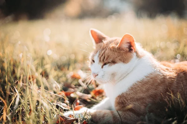 Bonito Gato Branco Amarelo Doméstico Descansando Livre — Fotografia de Stock